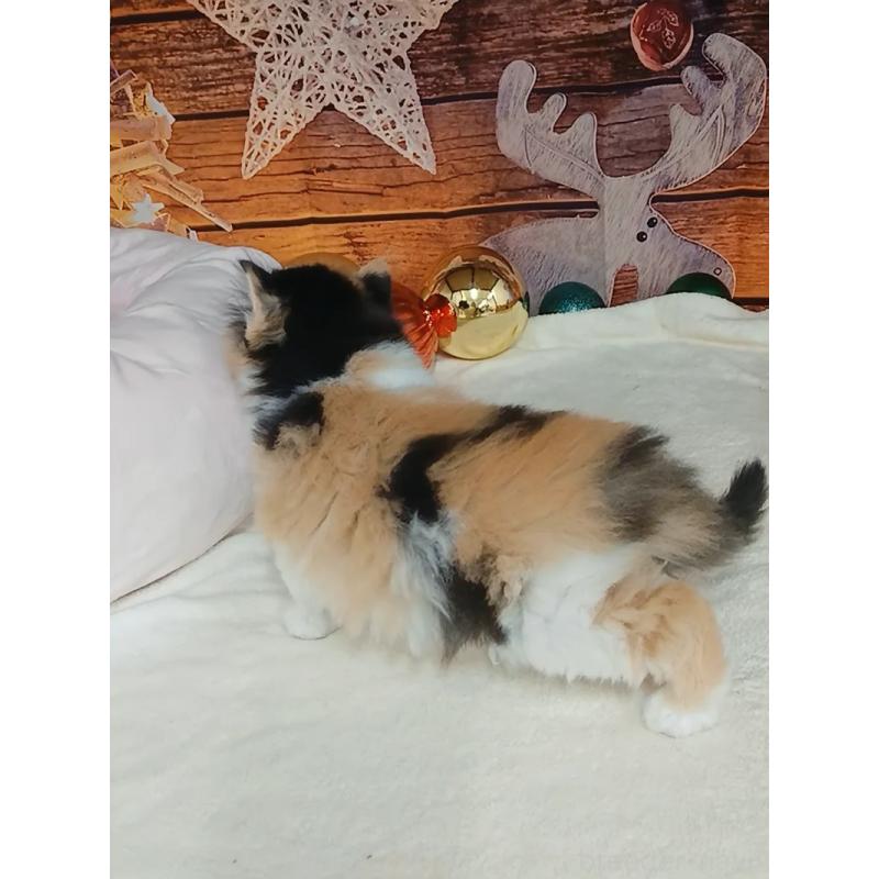 販売中の千葉県のマンチカン-132683の2枚目