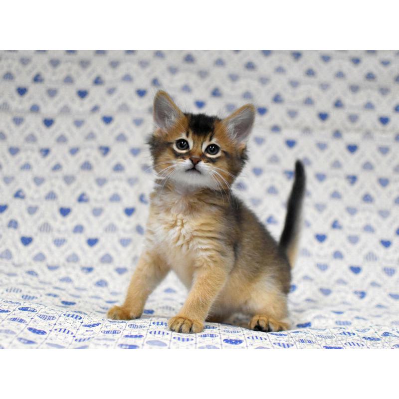 販売中の大阪府のソマリ-132685の11枚目