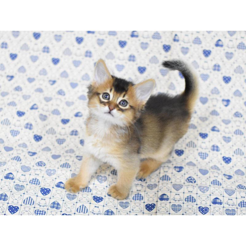 販売中の大阪府のソマリ-132685の9枚目