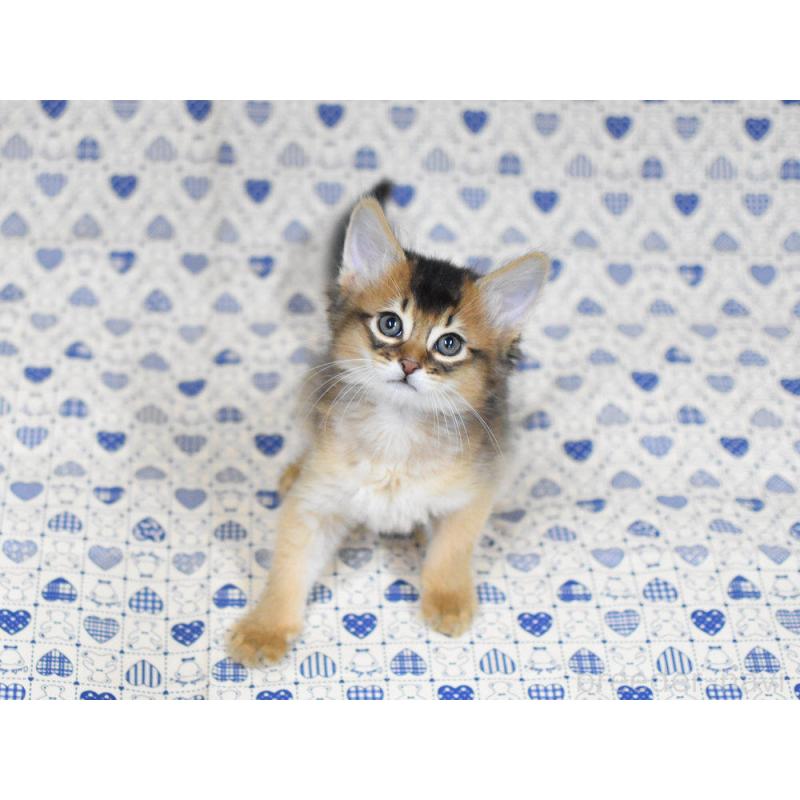 販売中の大阪府のソマリ-132685の8枚目