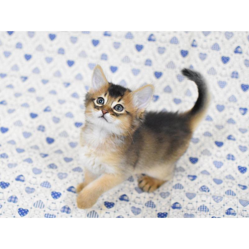 販売中の大阪府のソマリ-132685の6枚目