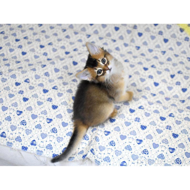 販売中の大阪府のソマリ-132685の7枚目