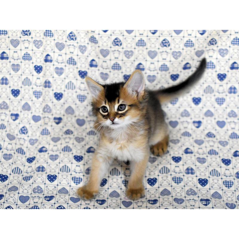 販売中の大阪府のソマリ-132685の2枚目