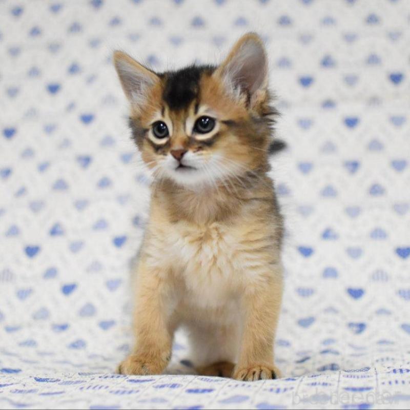 販売中の大阪府のソマリ-132685