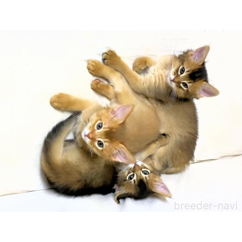 販売中の大阪府のソマリ-132687の12枚目