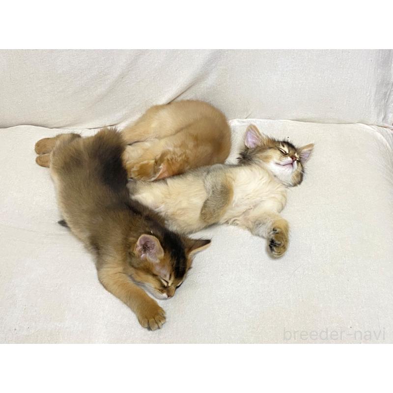 販売中の大阪府のソマリ-132687の11枚目