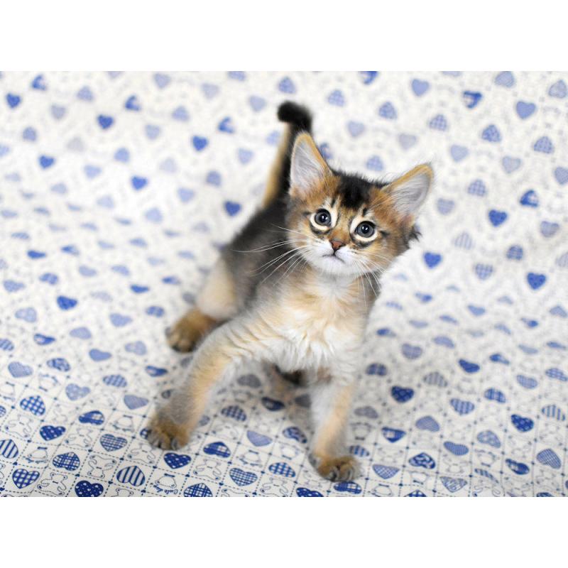 販売中の大阪府のソマリ-132687の8枚目