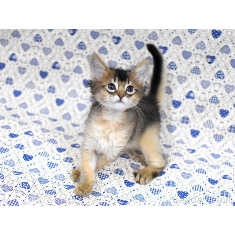 販売中の大阪府のソマリ-132687の7枚目