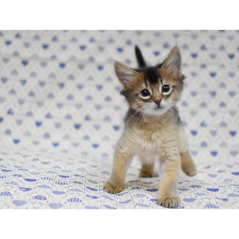 販売中の大阪府のソマリ-132687の6枚目