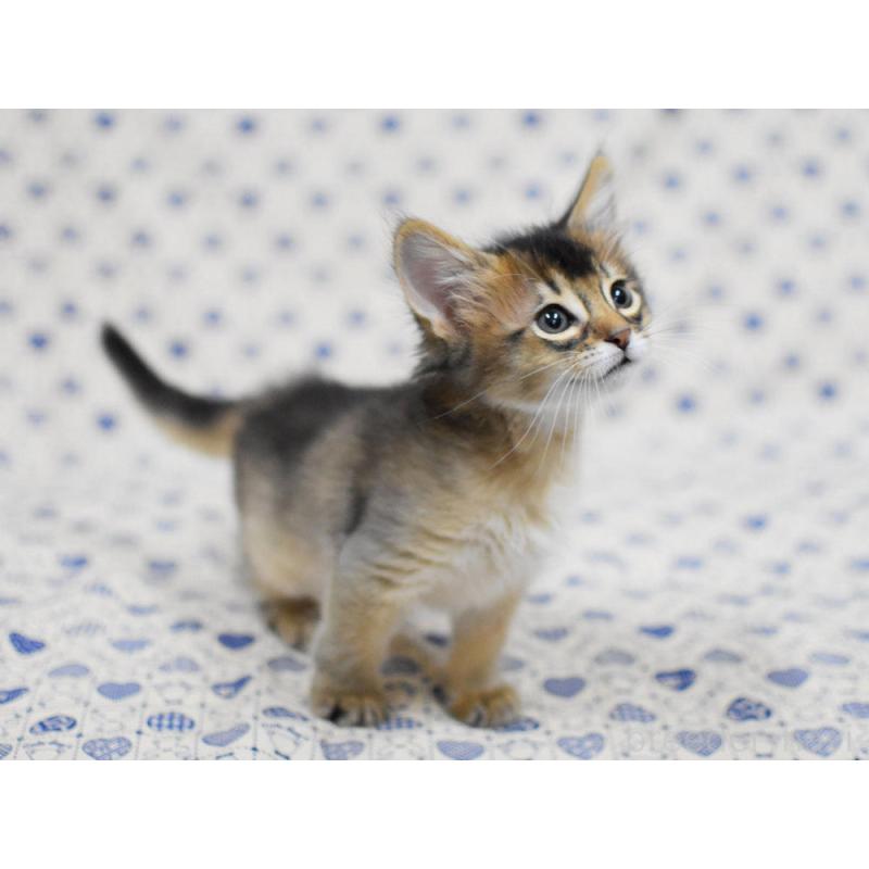 販売中の大阪府のソマリ-132687の5枚目