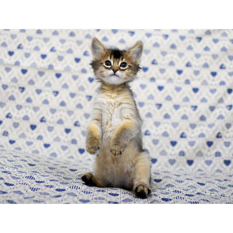 販売中の大阪府のソマリ-132687の4枚目