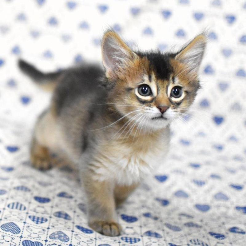 販売中の大阪府のソマリ-132687