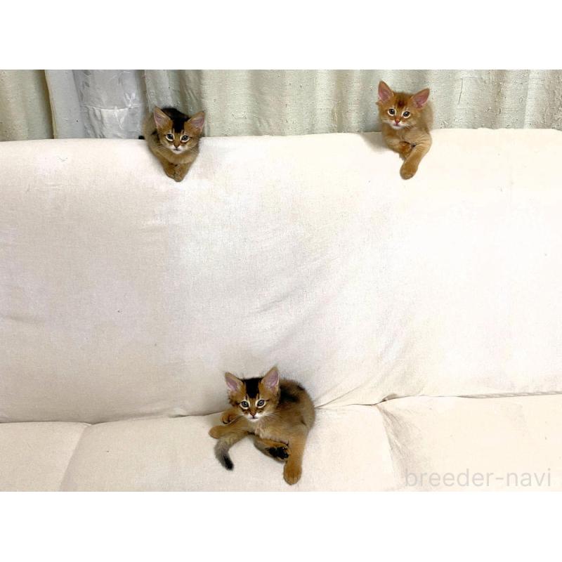 販売中の大阪府のソマリ-132689の11枚目