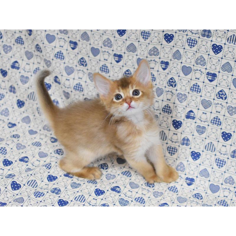 販売中の大阪府のソマリ-132689の5枚目