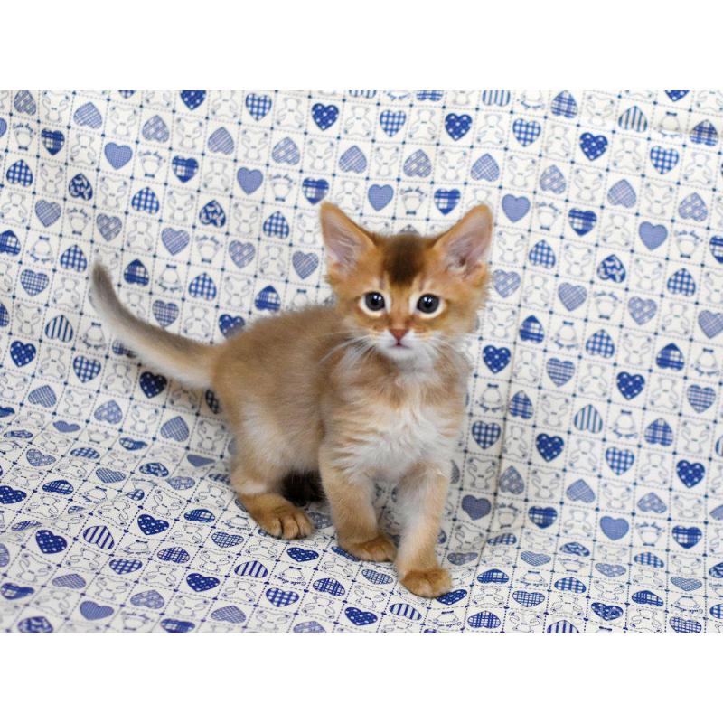 販売中の大阪府のソマリ-132689の4枚目