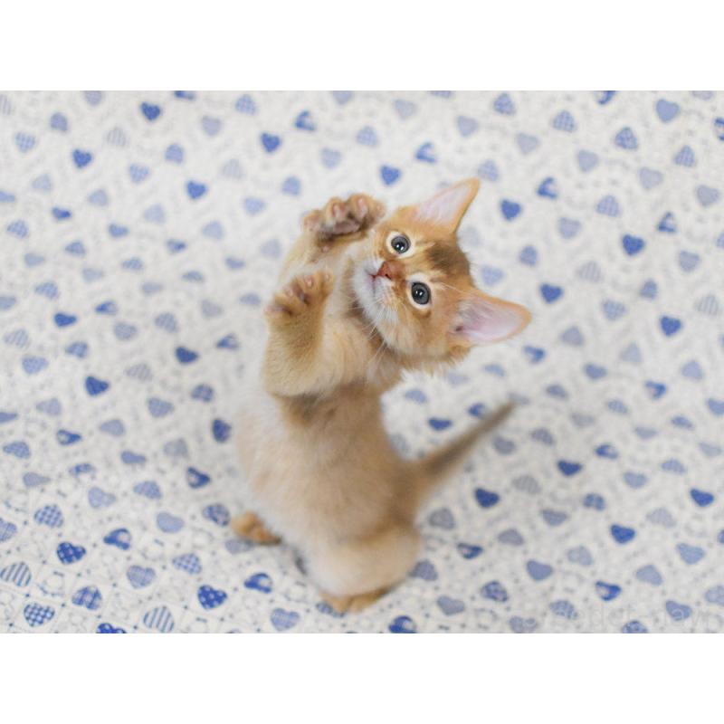 販売中の大阪府のソマリ-132689の2枚目