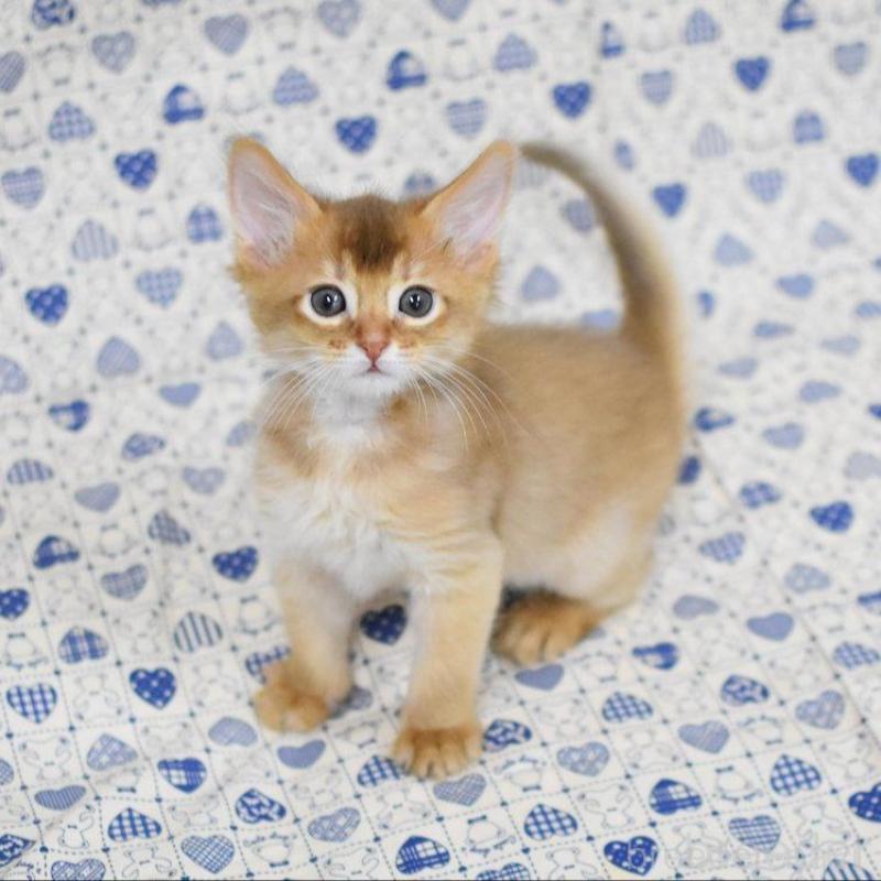 販売中の大阪府のソマリ-132689の1枚目