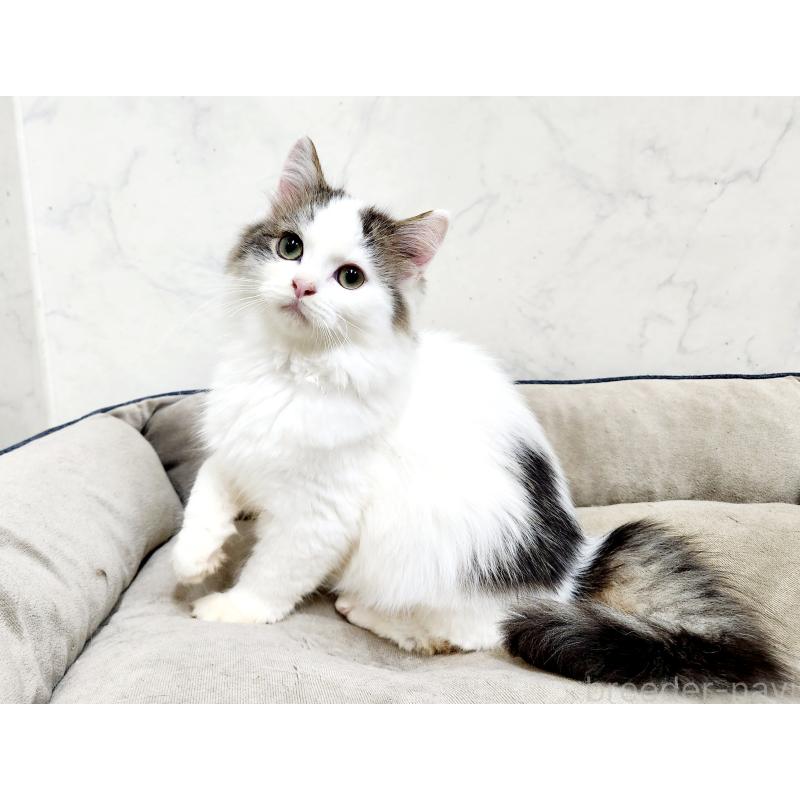 販売中の北海道のスコティッシュフォールド-132734の9枚目