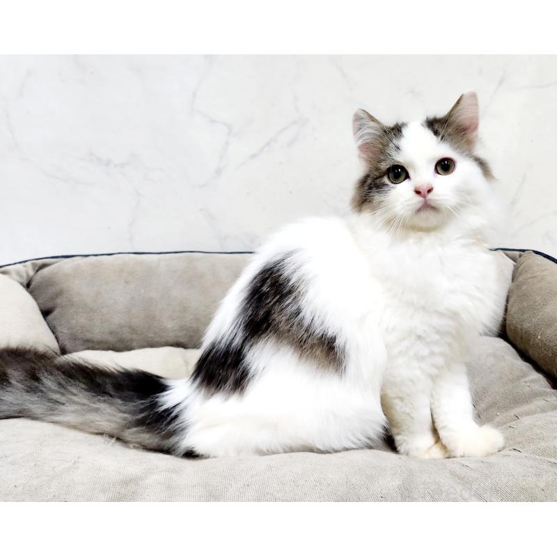 販売中の北海道のスコティッシュフォールド-132734の8枚目