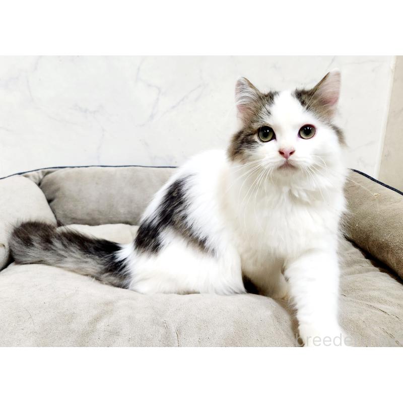 販売中の北海道のスコティッシュフォールド-132734の7枚目