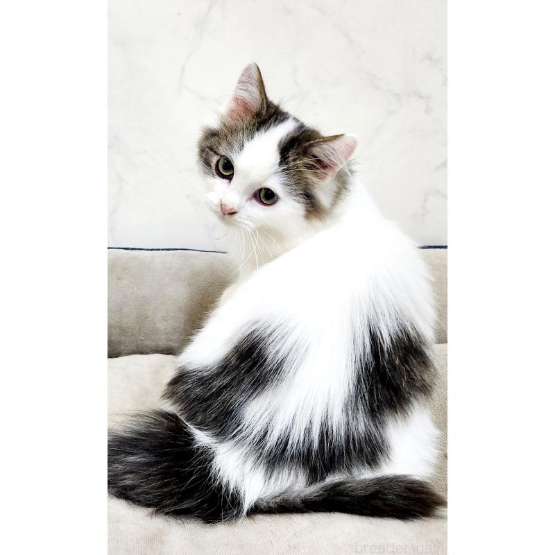 販売中の北海道のスコティッシュフォールド-132734の6枚目