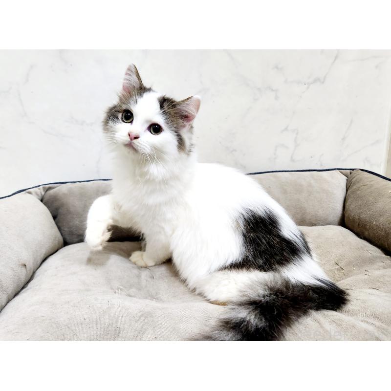 販売中の北海道のスコティッシュフォールド-132734の5枚目