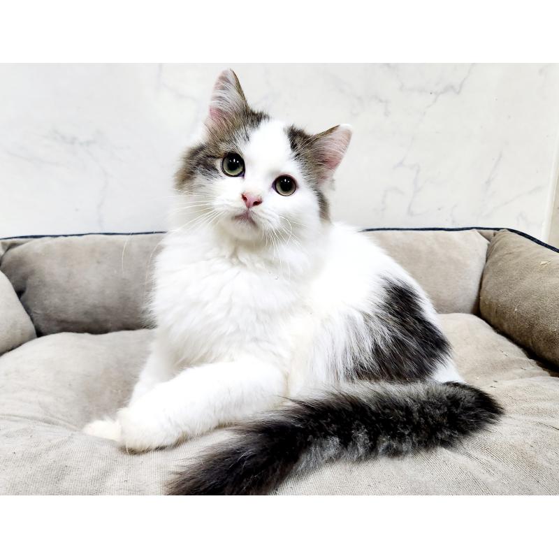 販売中の北海道のスコティッシュフォールド-132734の4枚目