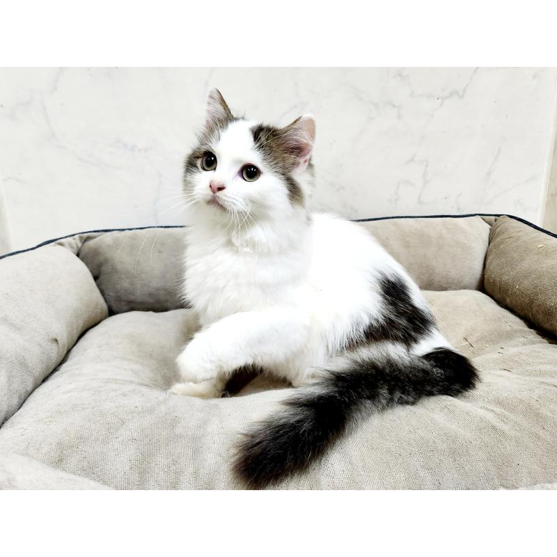 販売中の北海道のスコティッシュフォールド-132734の3枚目