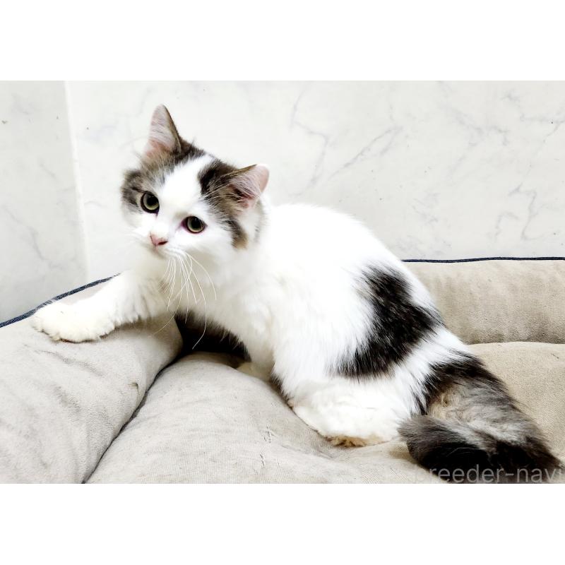 販売中の北海道のスコティッシュフォールド-132734の2枚目
