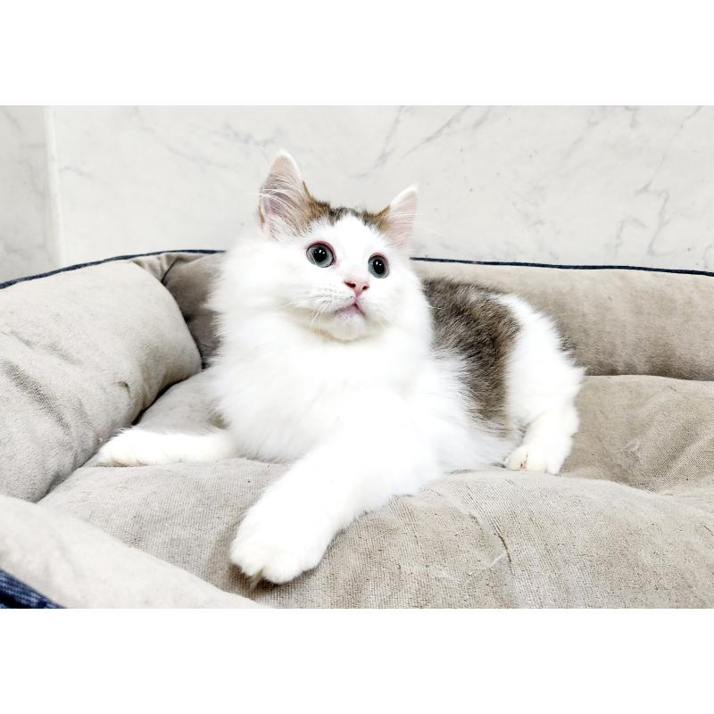 販売中の北海道のミックス-131666の8枚目