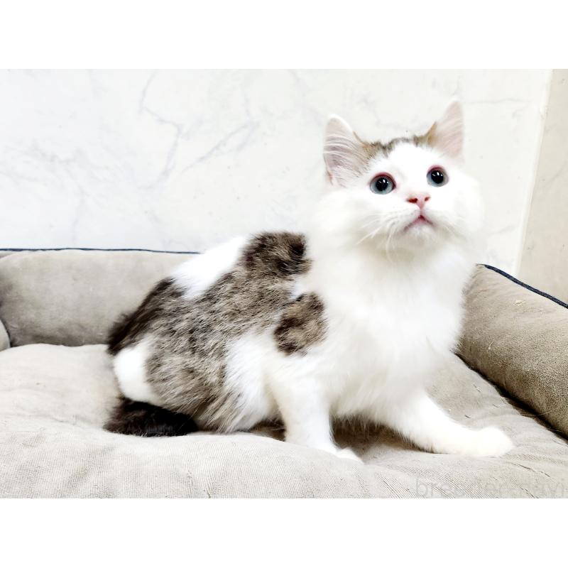 販売中の北海道のミックス-131666の7枚目