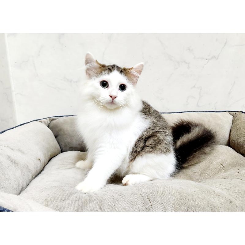 販売中の北海道のミックス-131666の6枚目