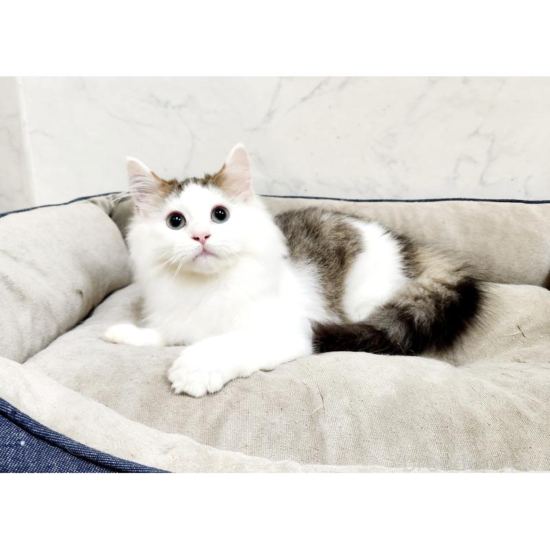 販売中の北海道のミックス-131666の5枚目