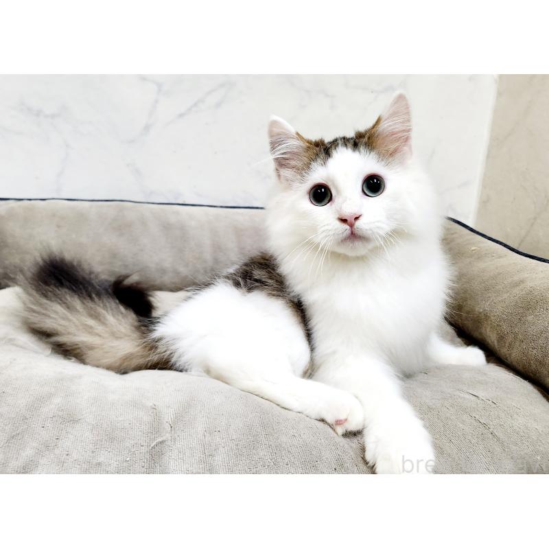 販売中の北海道のミックス-131666の4枚目