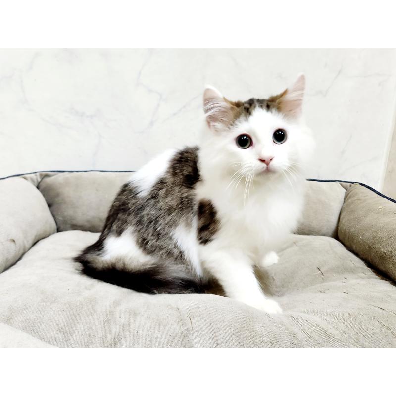 販売中の北海道のミックス-131666の3枚目