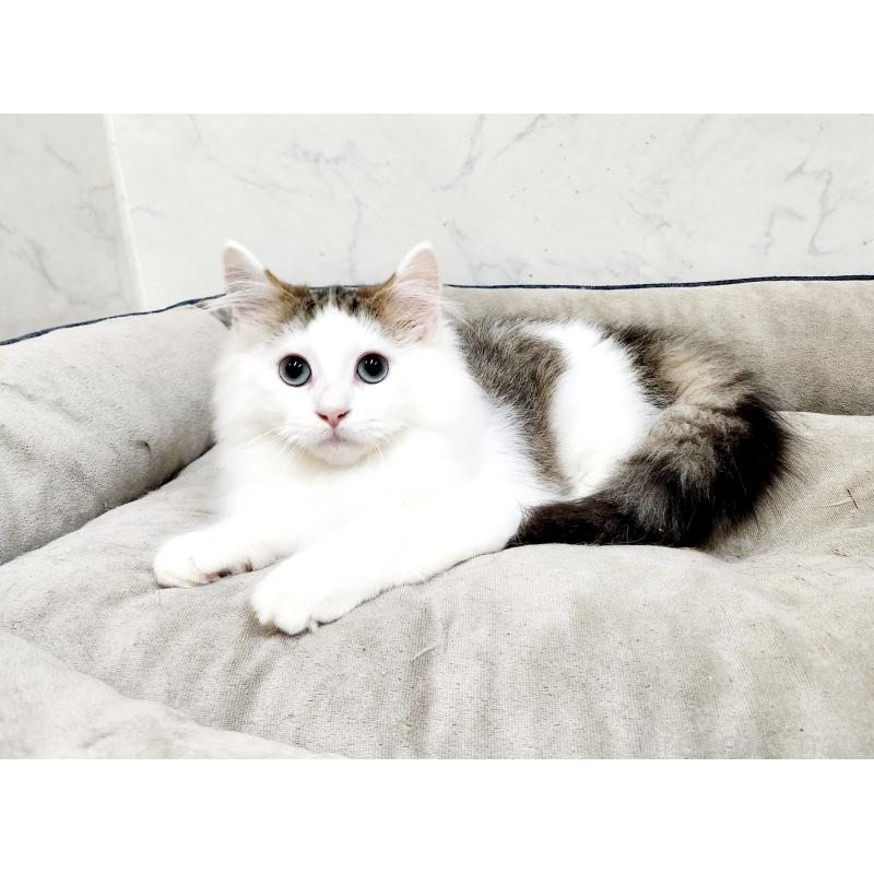 販売中の北海道のミックス-131666の2枚目