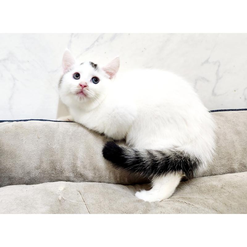 販売中の北海道のミックス-132735の7枚目