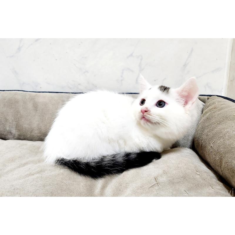 販売中の北海道のミックス-132735の6枚目