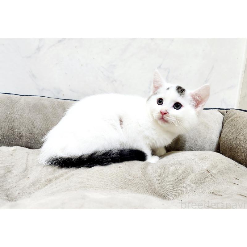 販売中の北海道のミックス-132735の5枚目