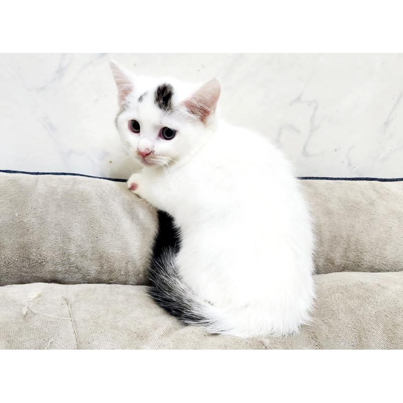 販売中の北海道のミックス-132735の4枚目