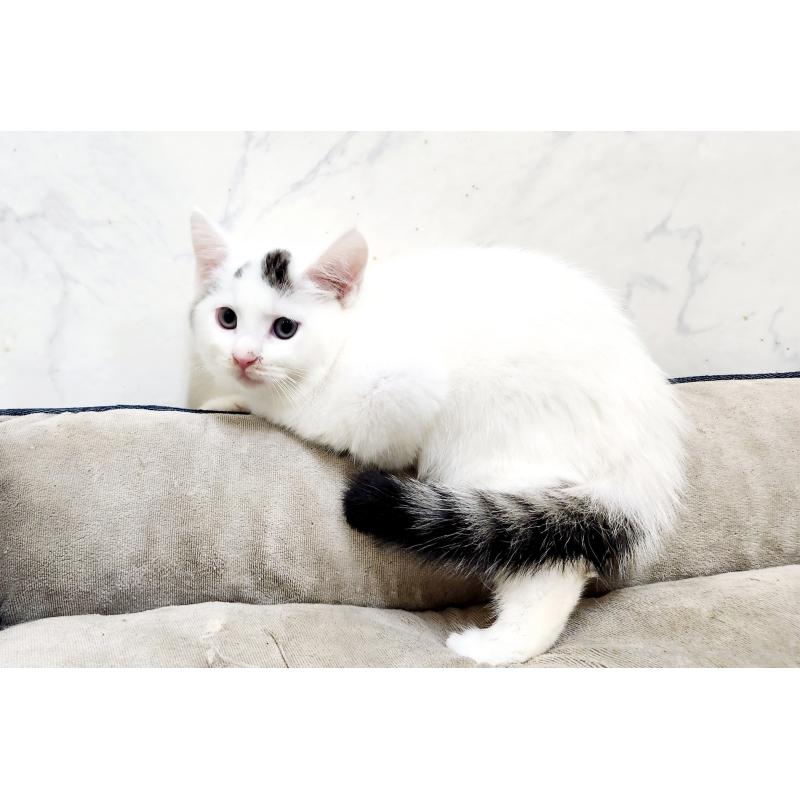 販売中の北海道のミックス-132735の3枚目