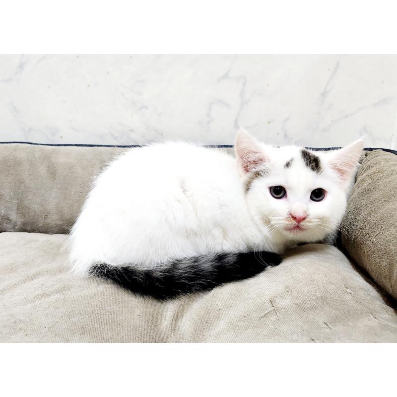 販売中の北海道のミックス-132735の2枚目