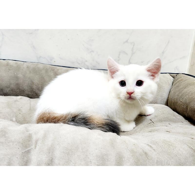 販売中の北海道のミックス-132736の9枚目