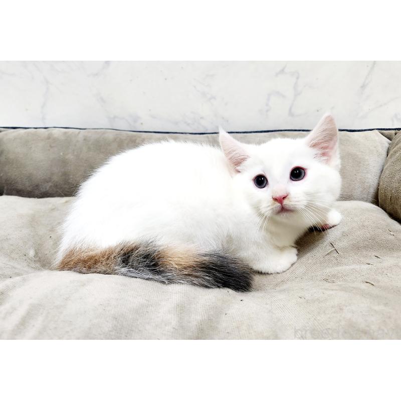 販売中の北海道のミックス-132736の8枚目