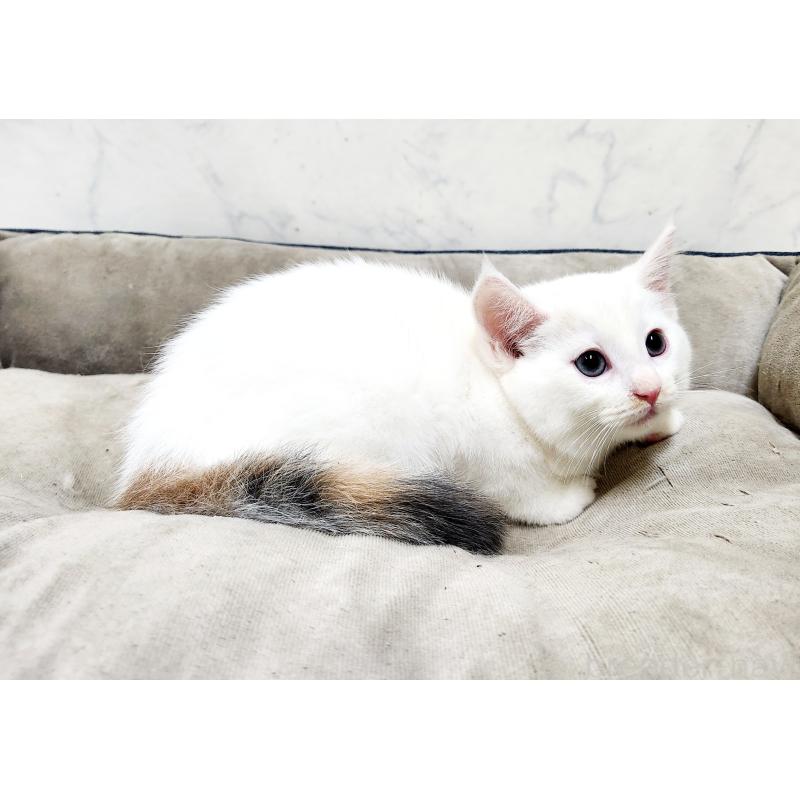 販売中の北海道のミックス-132736の7枚目