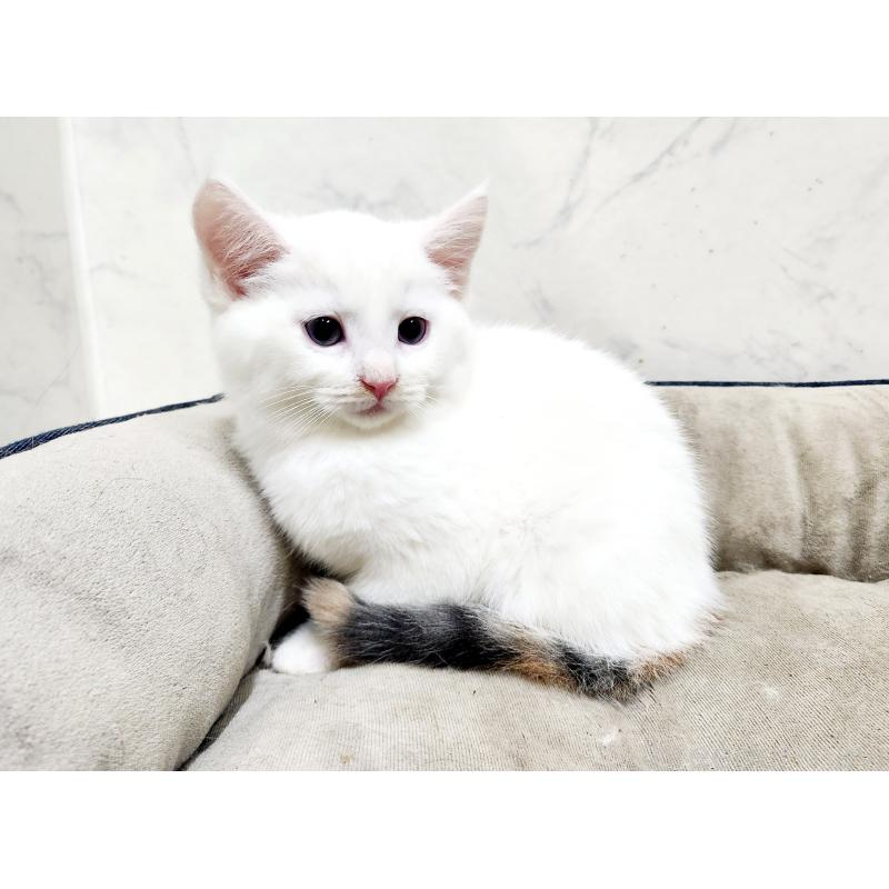 販売中の北海道のミックス-132736の6枚目