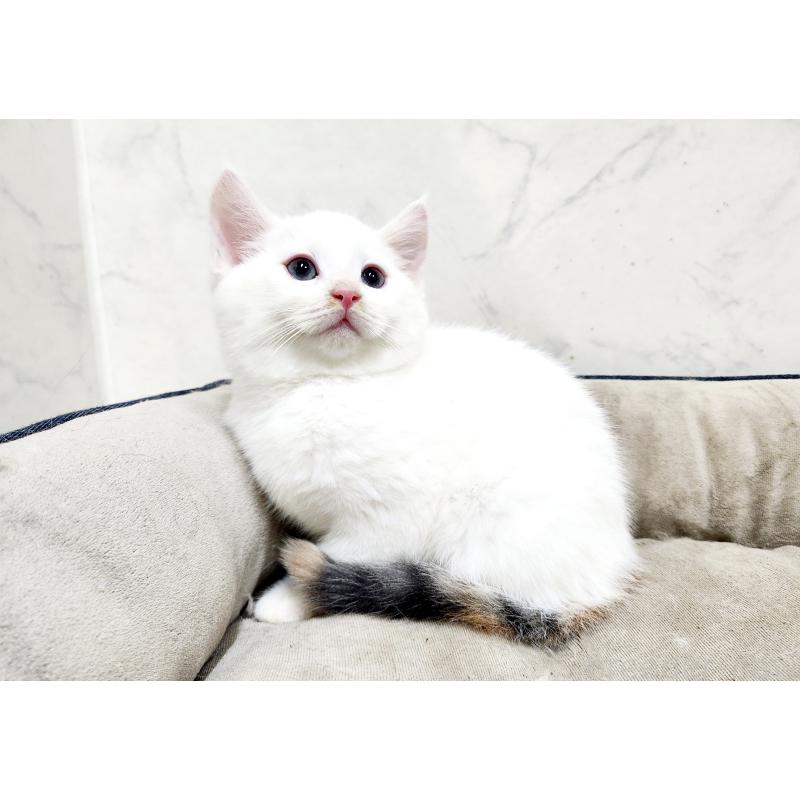 販売中の北海道のミックス-132736の5枚目