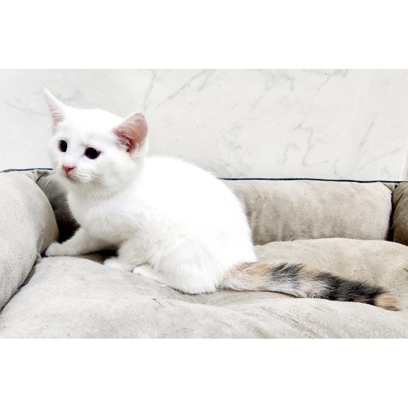 販売中の北海道のミックス-132736の4枚目