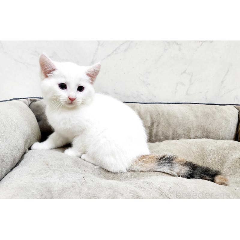 販売中の北海道のミックス-132736の3枚目