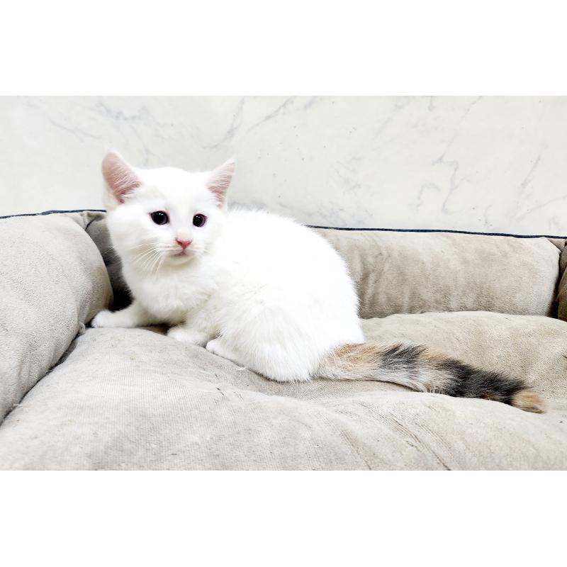 販売中の北海道のミックス-132736の2枚目